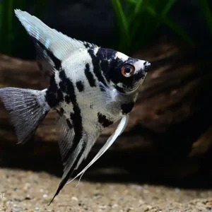 Neue Kollektion Sklalar Platinum Marmor (Pterophyllum scalare)